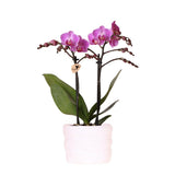 Orchidée rose foncé dans pot COMO avec réservoir d'eau