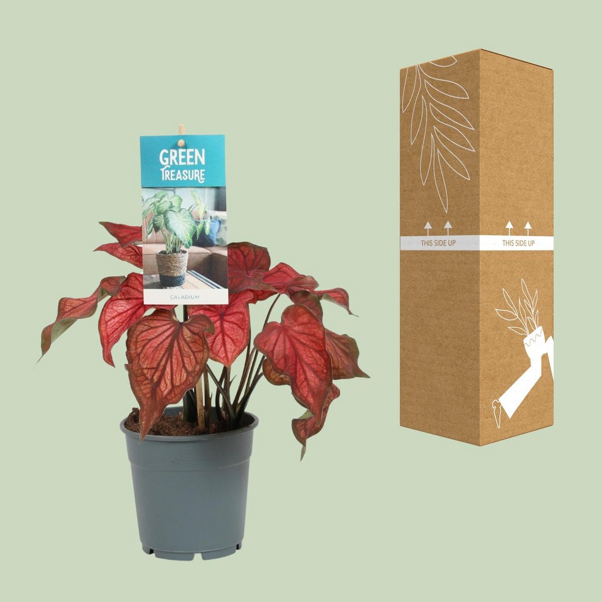 Caladium Rood dans un pot élégant - Décoration intérieure