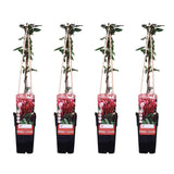 Lot de 4 loniceras japonica rouges