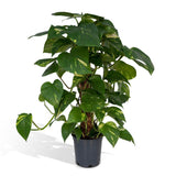 Bâton de mousse Epipremnum Aureum - Lierre dragon - ø15cm - ↕60cm