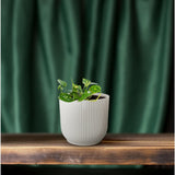 Plante Epipremnum Hawaiian en pot Ø12 cm 15 cm