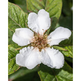 Mespilus Germanica 'Westerfield' - Ø23cm - ↕120cm