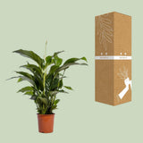 Spathiphyllum Bellini - Ø24cm - ↕100cm
