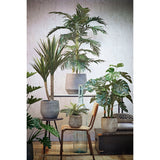 Vue d'ensemble de la plante Areca palmier sur un fond neutre