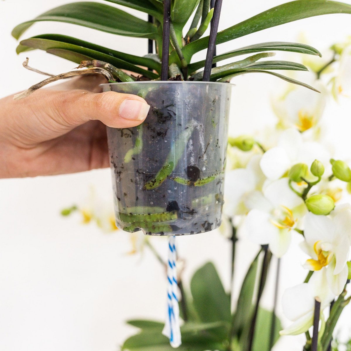 Vue rapprochée des orchidées violettes et des plantes Rhipsalis