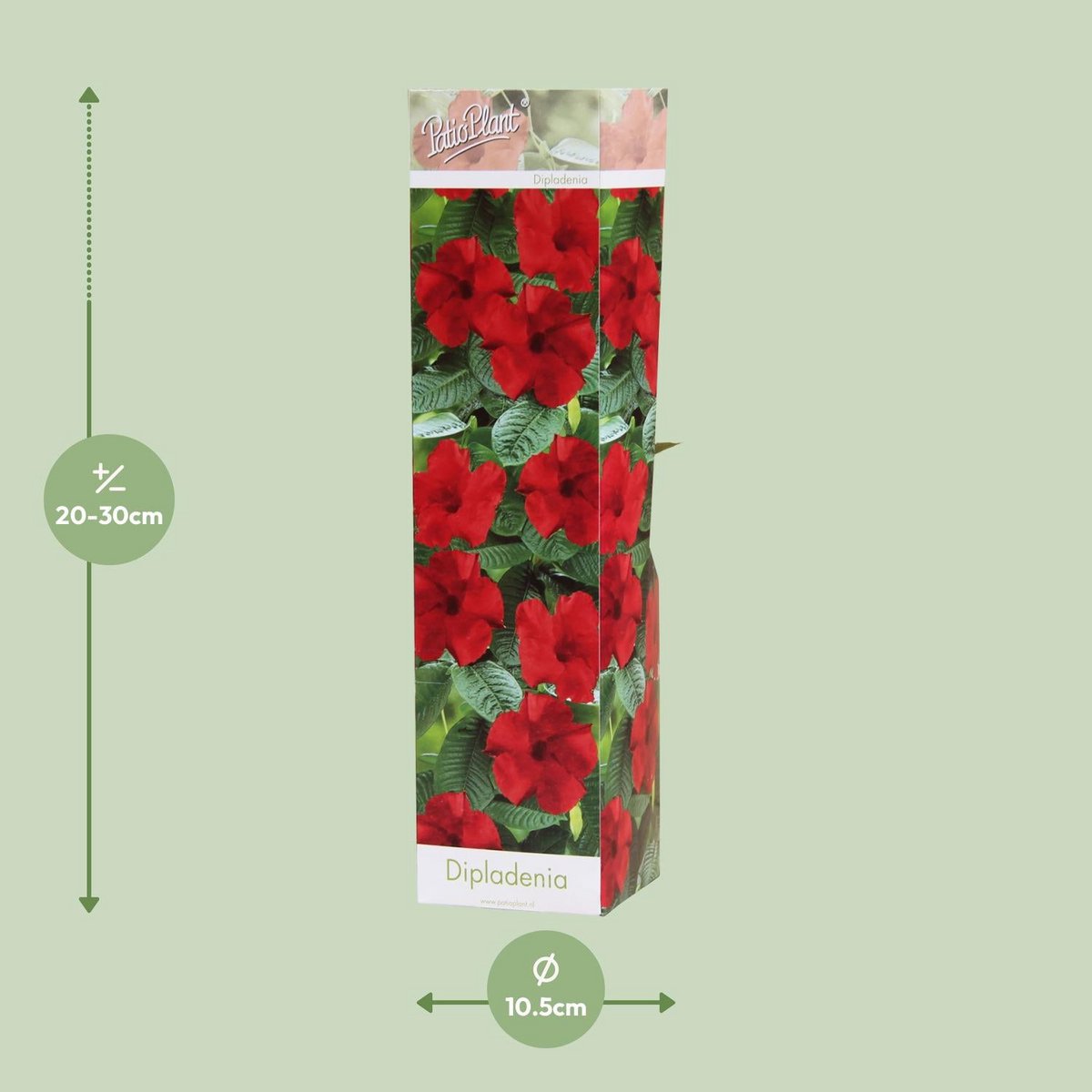 Dipladenia - Ø10,5cm - ↕30cm