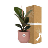 Ficus elastica 'Robusta' en pot rose ELHO Vibes 14 cm
