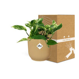 Plante artificielle Scindapsus Reine de marbre jaune