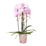 Orchidée Phalaenopsis rose Nagara Fall avec pot Ø12 cm