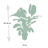 Plante artificielle Calathea fusion jaune en pot 14 cm