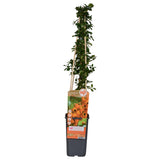 Pyracantha 'Soleil Dor' - Ø15cm - ↕65cm