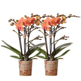 Orchidées Kolibri | Combi Deal de 2 orchidées orange phalaenopsis - bolzano - taille de pot Ø9cm planche à fleurs - fraîche du producteur