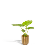 Plante Alocasia Macrorrhiza avec pot doré