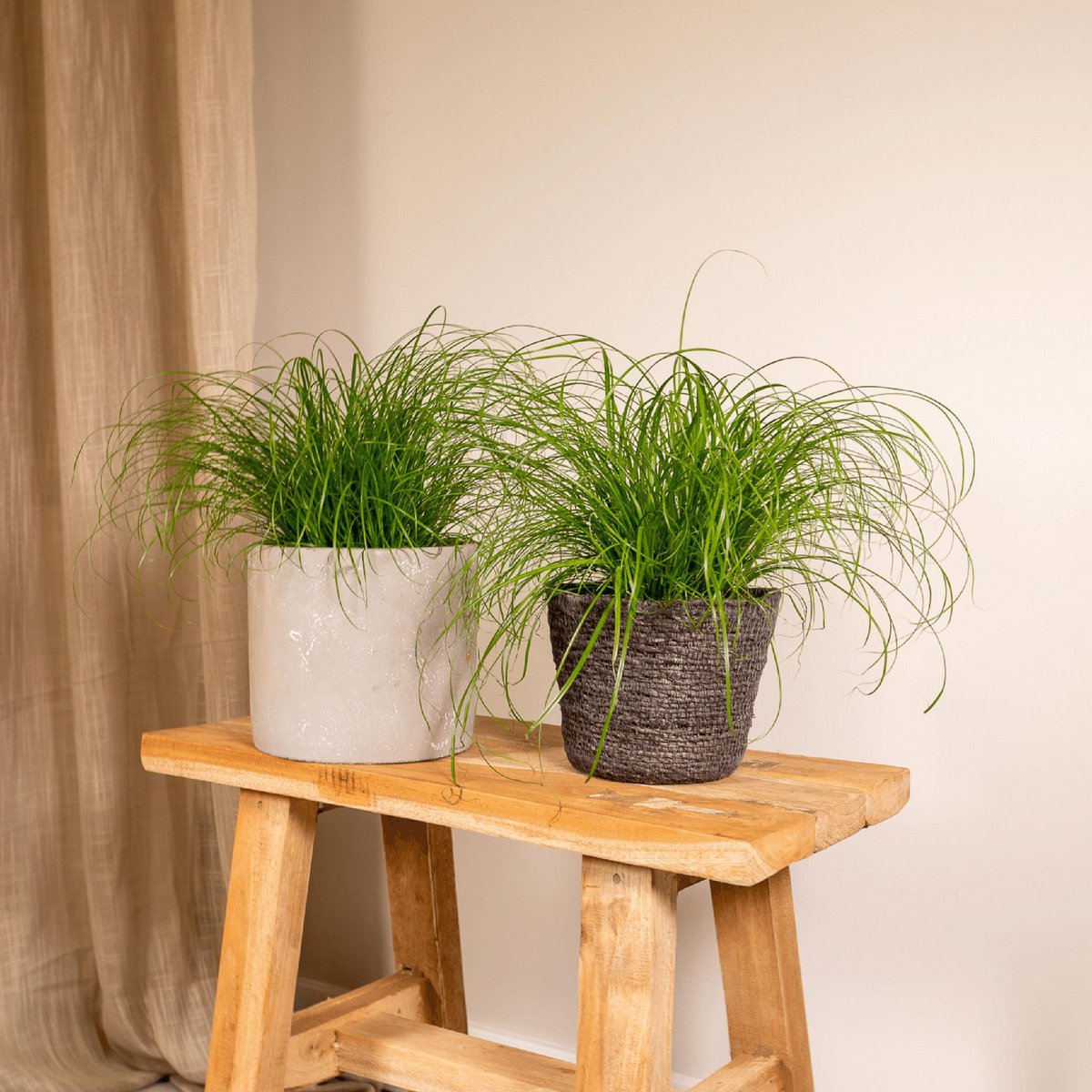 2x Cyperus alternifolius - Kattengras - 20 cm - Ø12