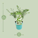 Eucalyptus parvifolia - Ø17cm - ↕30cm