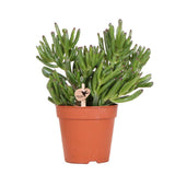 Plante succulente Crassula Hobbit verte