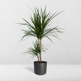 Dracaena marginata - Dragonnier - Ø17cm - ↕70cm
