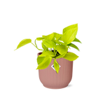 Plante Epipremnum pinnatum Golden Pothos Ø14 cm