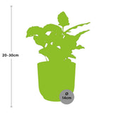 Coffea arabica jaune 14 cm