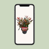 Photinia Fras. 'Chico'® - Ø13cm - ↕20cm