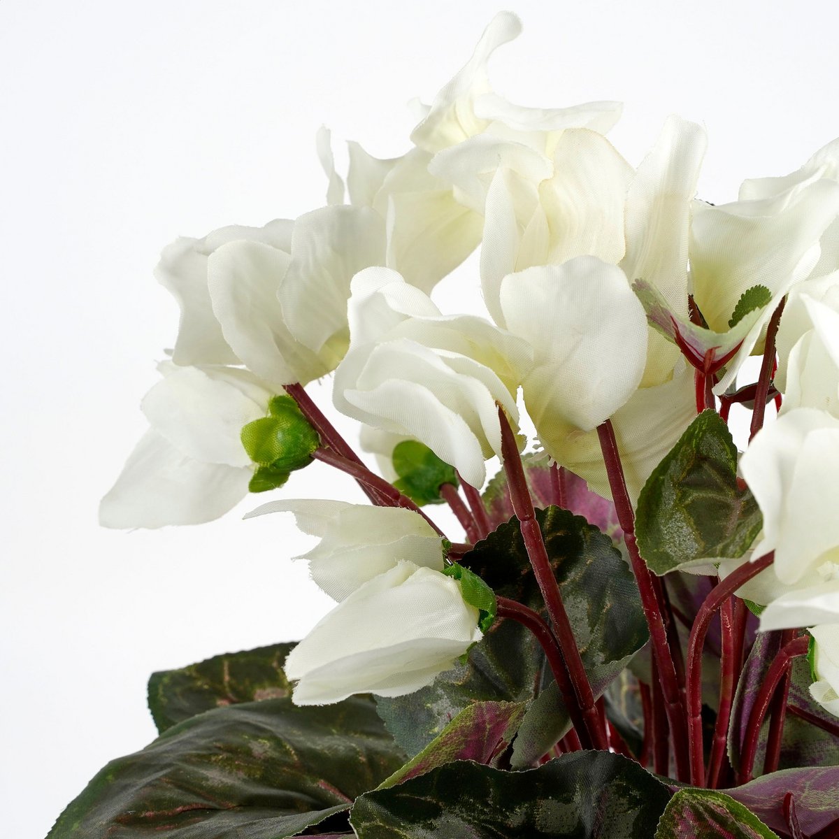 Ambiance décorative avec la plante Cyclamen Blanc dans un intérieur chic