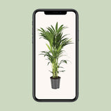 Howea Forstesiana - Ø21cm - ↕110cm