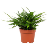 Polystichum tsussimense biaristatum - Ø12cm - ↕23cm