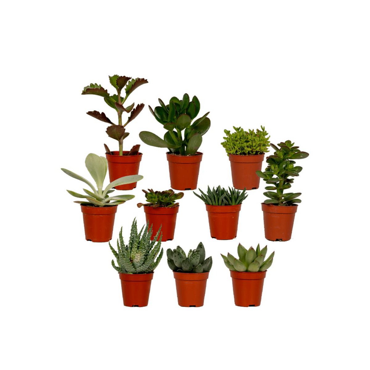 Mélange succulent - 10 pièces dans un pot de culture en plastique