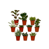 Mélange succulent - 10 pièces dans un pot de culture en plastique