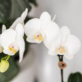 Cache-pot avec orchidées blanches et réservoir d'eau