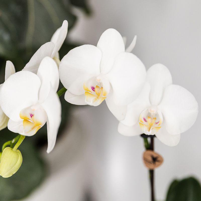 Cache-pot avec orchidées blanches et réservoir d'eau