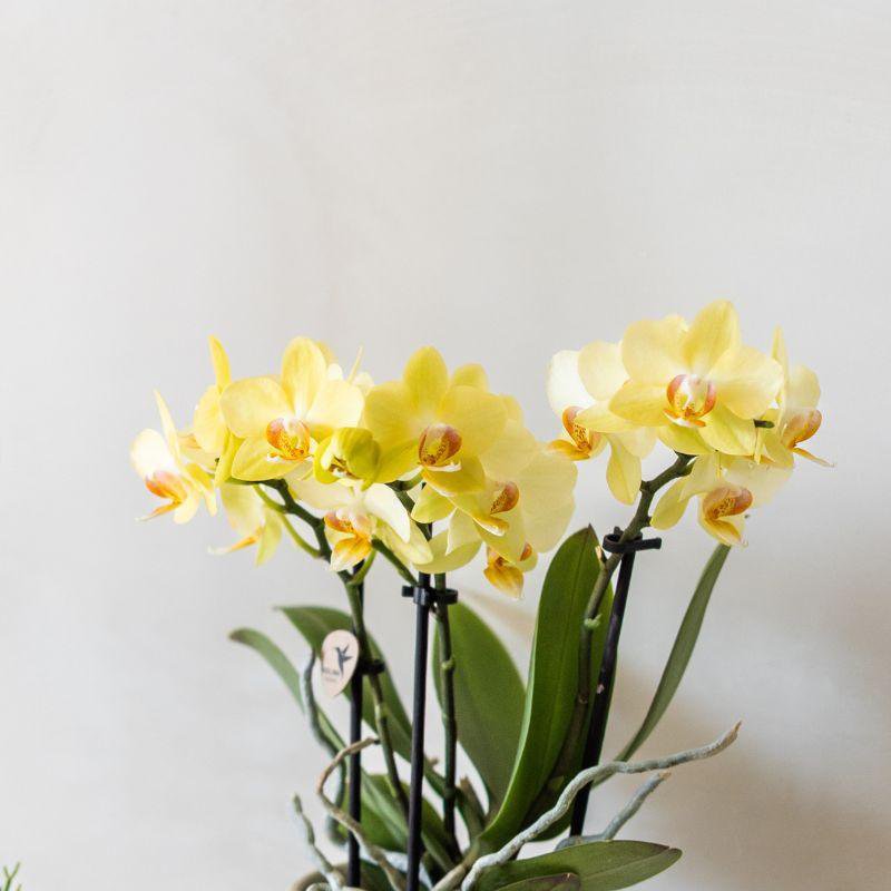 Orchidée Phalaenopsis jaune avec pot peint en céramique de 9 cm