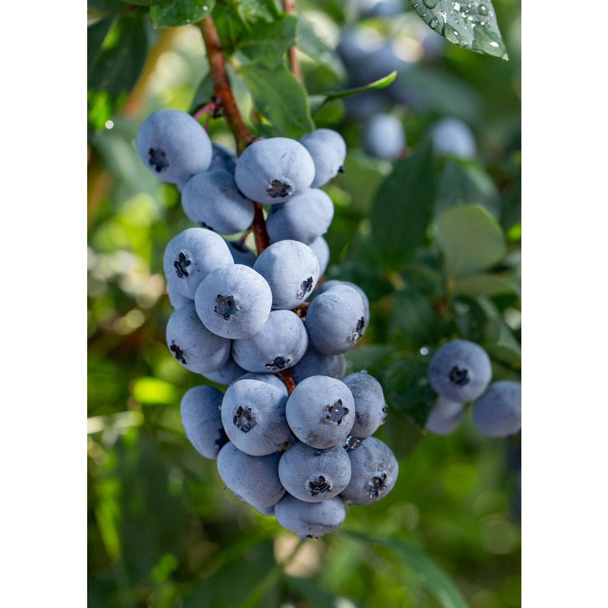 Vaccinium Corymbosum 'Blue' - Baie bleue avec feuillage vert éclatant