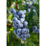 Vaccinium Corymbosum 'Blue' - Baie bleue avec feuillage vert éclatant