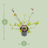 MAGO MAT. 'Mojo Berrie' - Ø13cm - ↕10cm