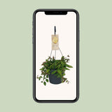 Hoya Gracilix - Ø19cm - ↕20cm