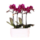 Lot de 2 orchidées violettes en pot Como avec réservoir d'eau