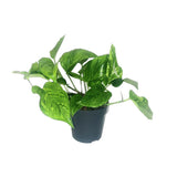 SCINDAPSUS Picture Trebie - Ø12cm - ↕20cm