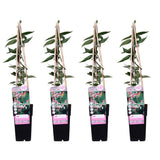 4x - Lonicra Henryi - ↨65cm - Ø15