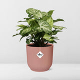 Flèche Syngonium en ELHO Vibes Fold 14cm rose