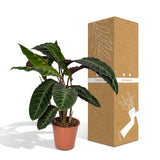Calathea Warscewiczii - Plante Paon - Ø19cm - ↕70cm