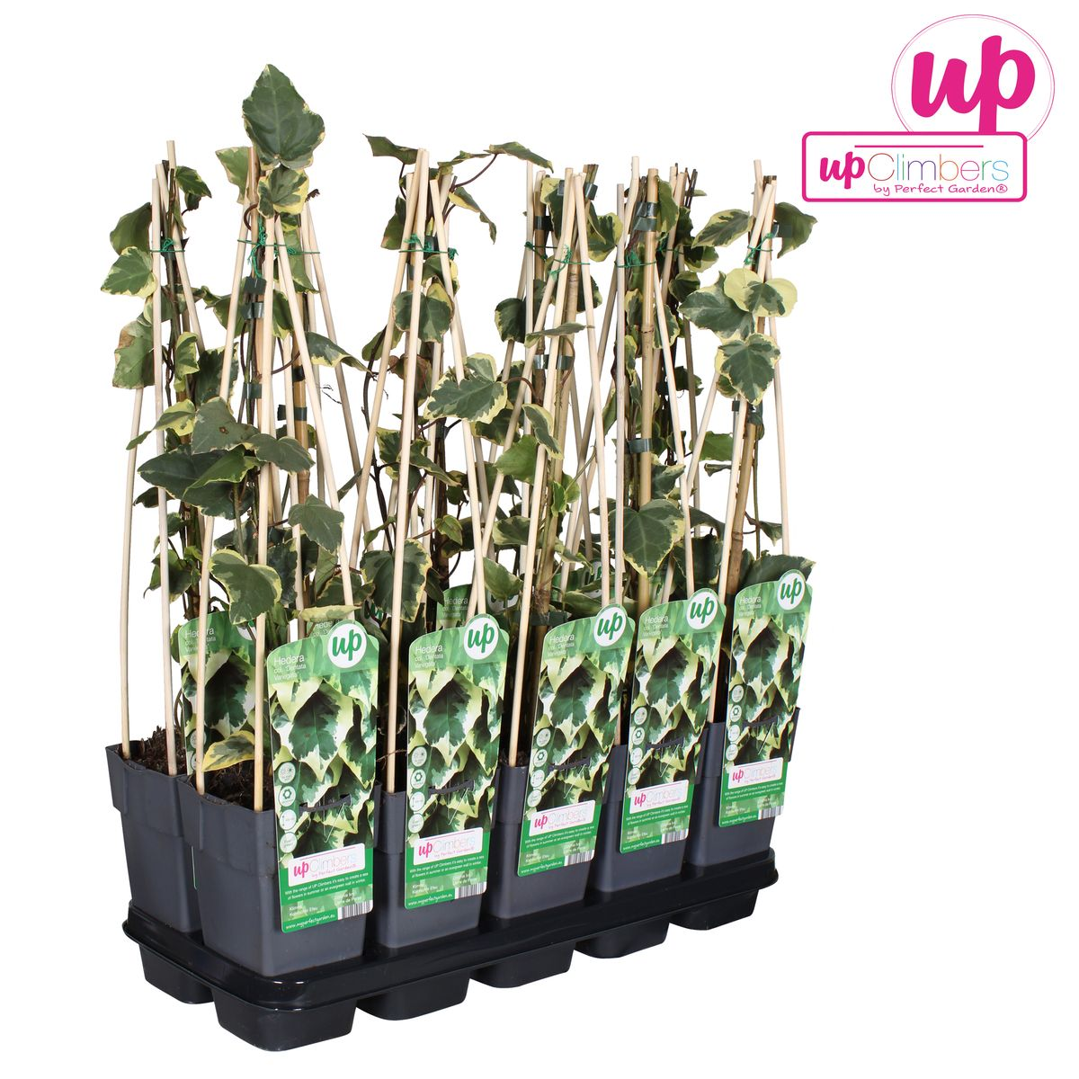 Hedera Colchica 'Dentata Variegata' en lumière naturelle