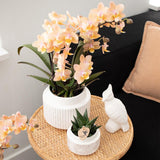 Kolibri Orchids - Surprise box mix - boîte de remise de plantes - boîte surprise avec 4 orchidées différentes - fraîches du producteur