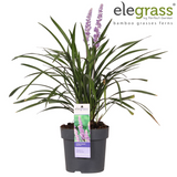 Liriope muscari ‘Ingwersen’ – Ø14cm – ↕30cm
