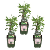 Lot de 3 Actinidia arguta 'Issai' mini-kiwi Ø13 cm