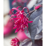 Plante loropetalum rouge en pot