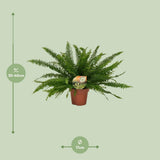 Nephrolepis Lady verte en pot Ø17 cm hauteur 40 cm