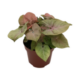 Plante artificielle Syngonium cœur rouge 13 cm