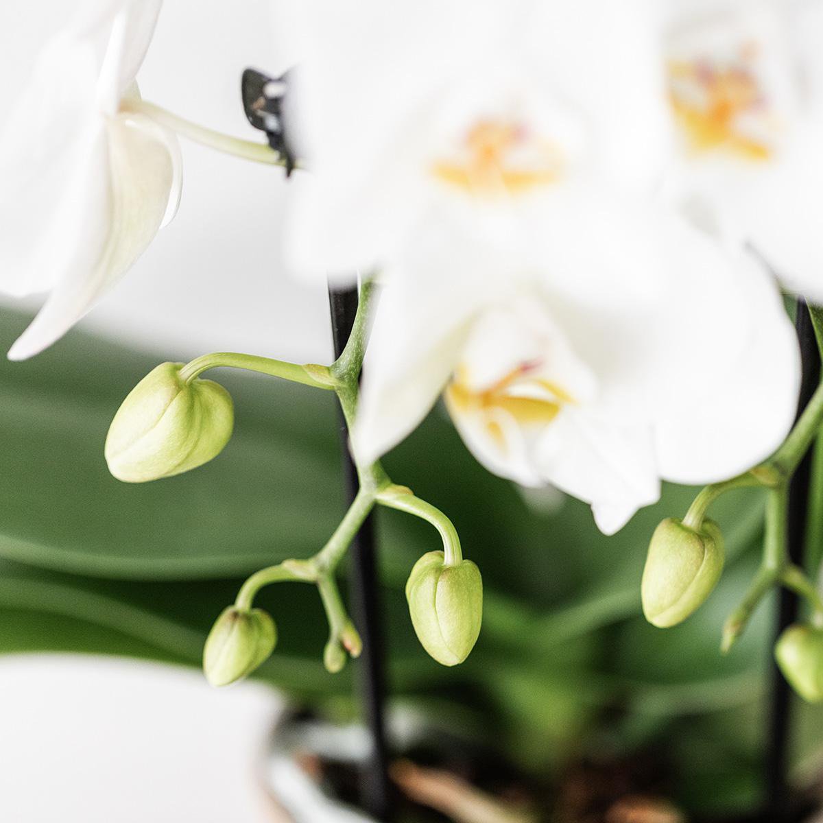 Vue rapprochée des orchidées blanches des chutes du Niagara