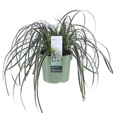 Carex Feather Falls - Ø23cm - ↕60cm - Ø19 - ↨40cm